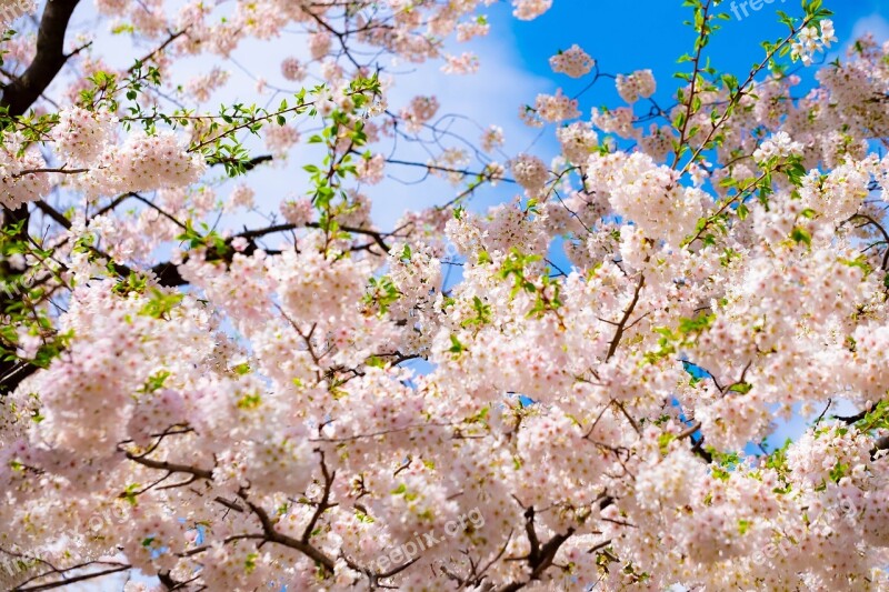 Blossom Tree Pink Spring Nature