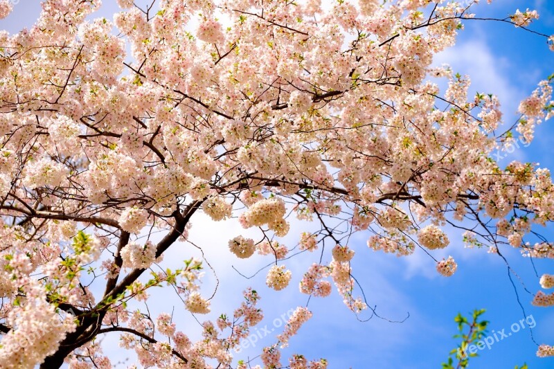 Tree Spring Blossoms Nature April