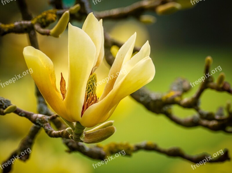 Magnolia Yellow Blossom Magnolia Acuminata Butterflies Magnoliengewaechs