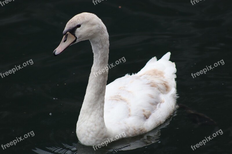 Swan White Swan Elegant Lake Free Photos