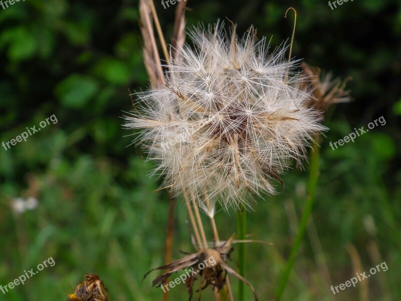 Dandelion Clock Blow Flower Plant Spring