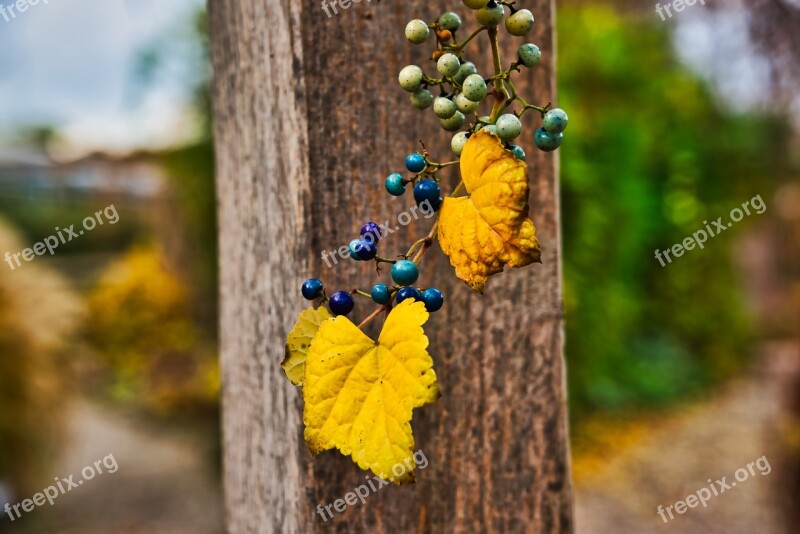 Berries Plant Blue Nature Garden