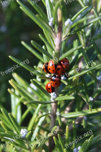 Ladybirds Rosemary Ladybugs Spring Ladybug