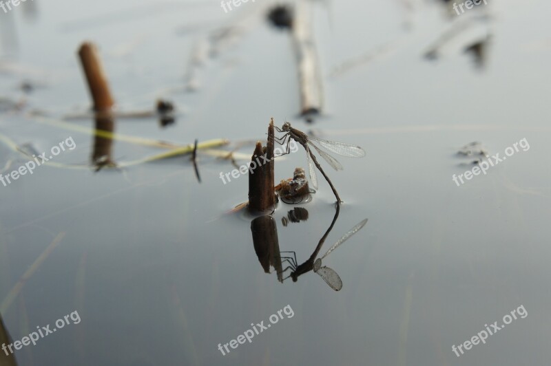 Dragonfly Reflection Water Reed Insect