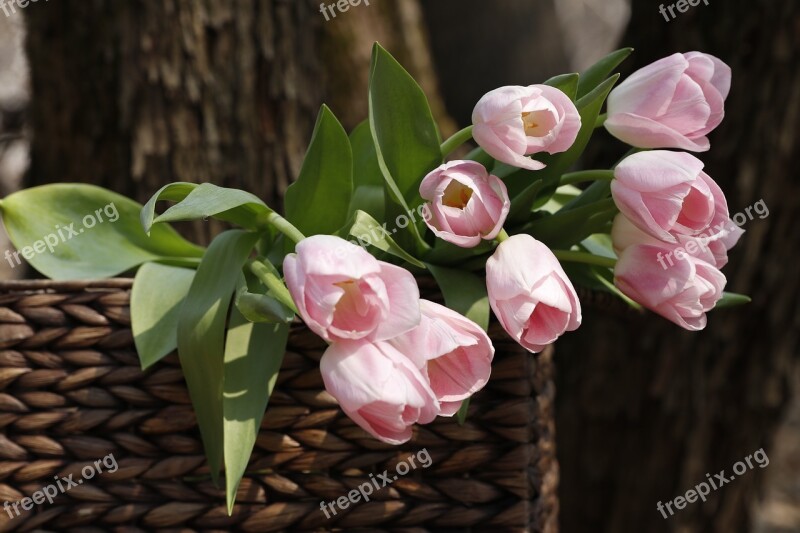 A Bouquet Of Tulips Spring Flowers Gift Bloom