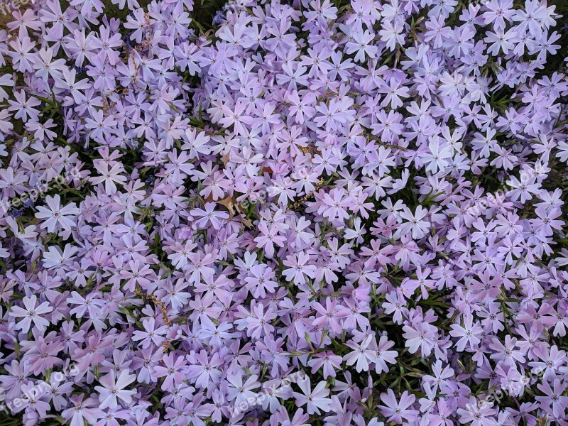 Phlox Emerald Blue Flowers Petals Purple