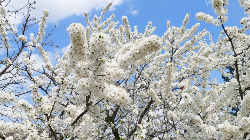 Sakura Mirabelka Flowers Tree Nature