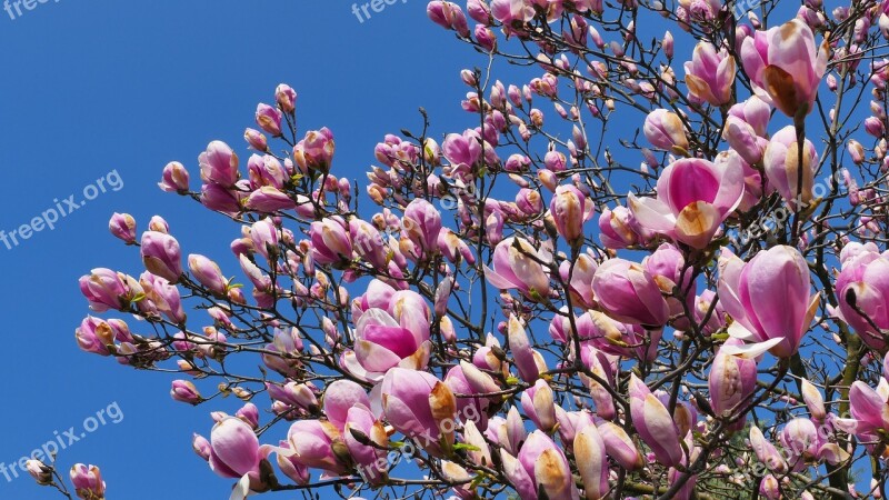 Magnolia Flowers Spring Tree Pink