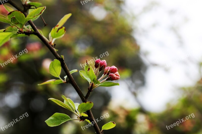 Budding Spring Tree Bud Branch