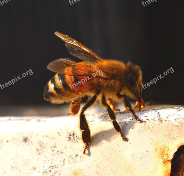 Bee Insect Honey Fly Beekeeping