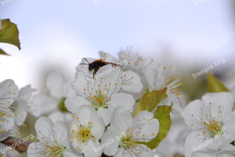 Cherry Blossom Tree Spring Blossom Bloom