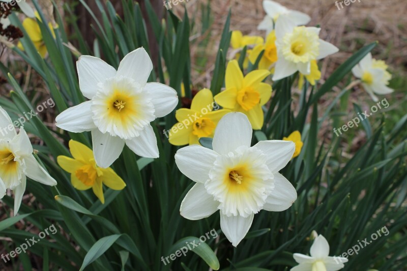 Spring Flower Daffodil Bloom Plant