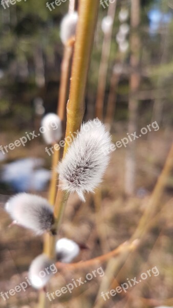 Pajunk Easter Spring Close-up Nature