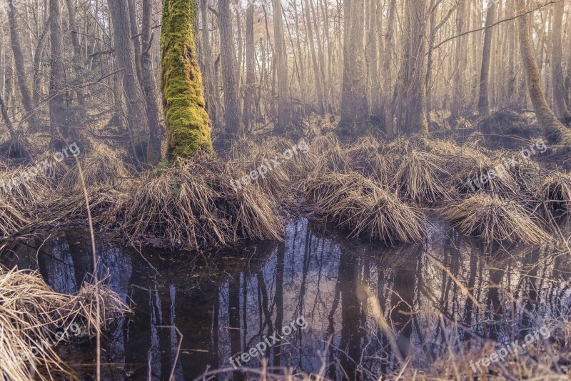 Forest Moor Darß Mystical Jungle