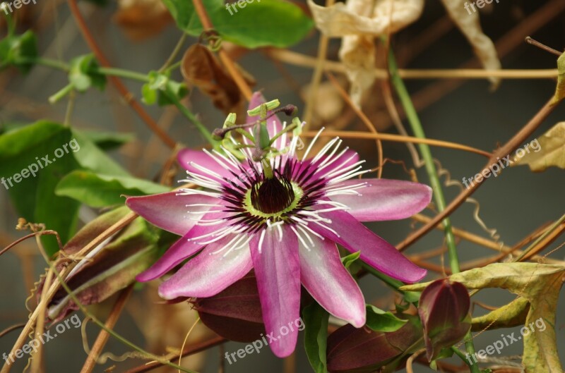 Flowers Wildflower Nature Plants Petal