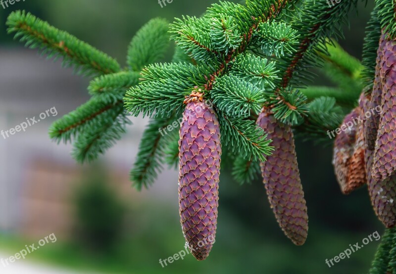 Nature Plant Fir Tree Tap Close Up