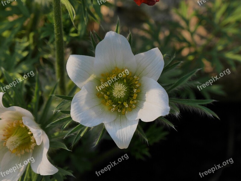 Pasque Flower Spring Early Bloomer Garden Blossom