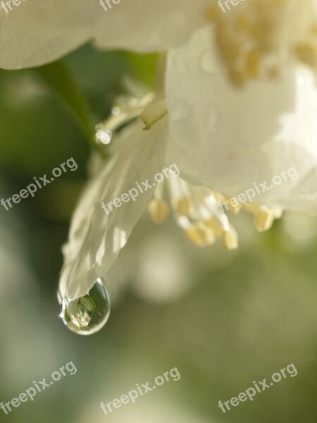 A Drop Of Jasmine White Flower Free Photos