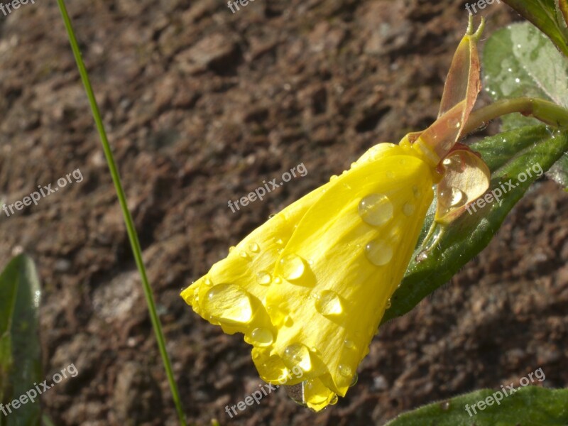 Primroses Yellow Flower Drops Free Photos