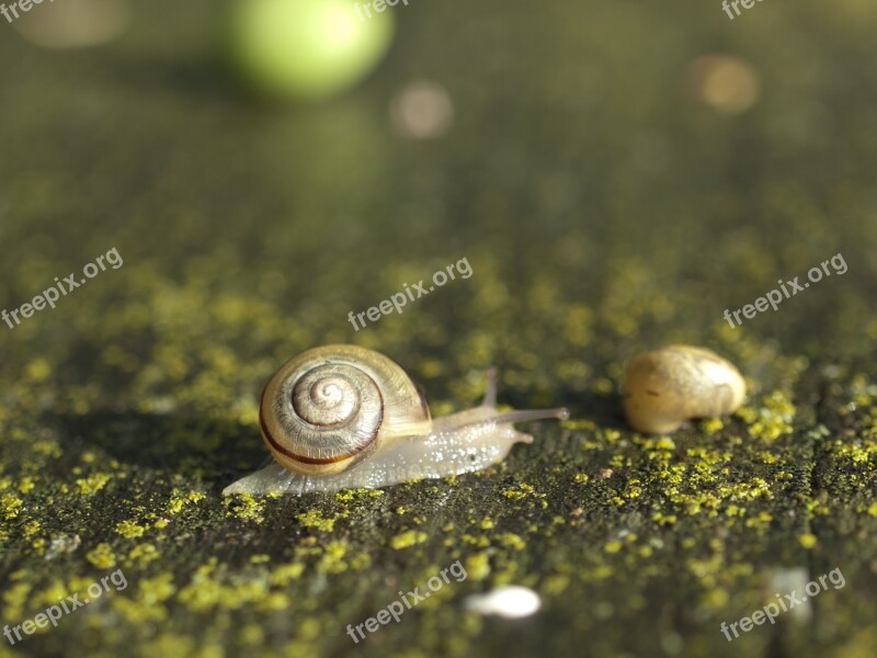 Snail Seashell Nature Macro Free Photos