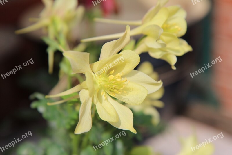 Columbine Ancolie Yellow Flowering Spring Flower