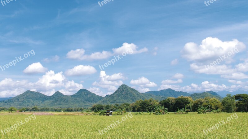 Rice Field Field Indonesian East Java Ponorogo