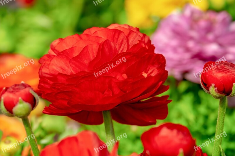 Ranunculus Flower Blossom Bloom Red