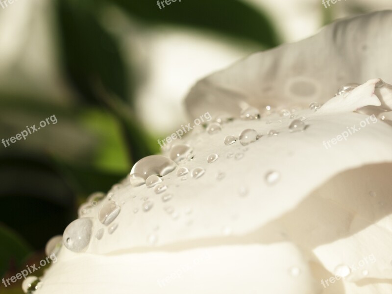 Drops White The Petals Nature Free Photos