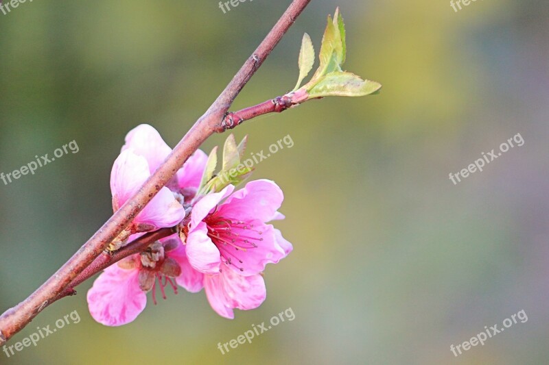 Peach Blossom Branch Blossom Bloom Blossom