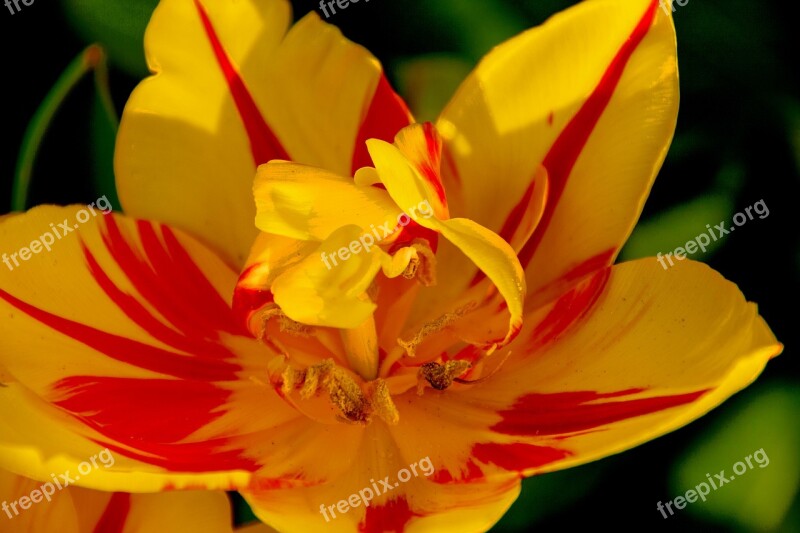 Flower Blume Farbe Color Sun