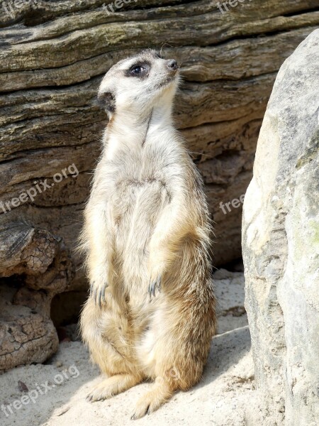 Meerkat Animal Mammal Free Photos