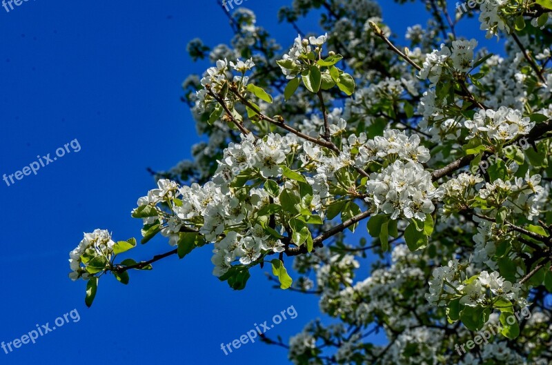 Flowers Spring Season Nature Free Photos