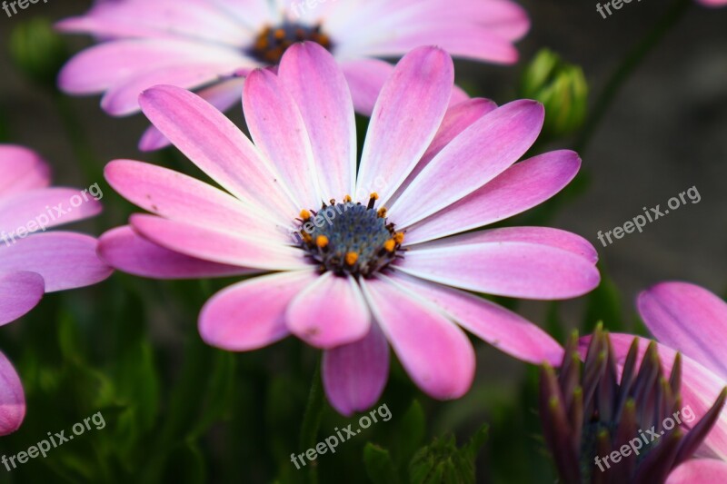 Garden Flower Plant Summer Pink