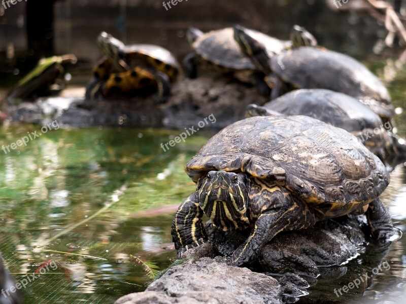 Tortoise Reptile Shell Animals Water Turtle