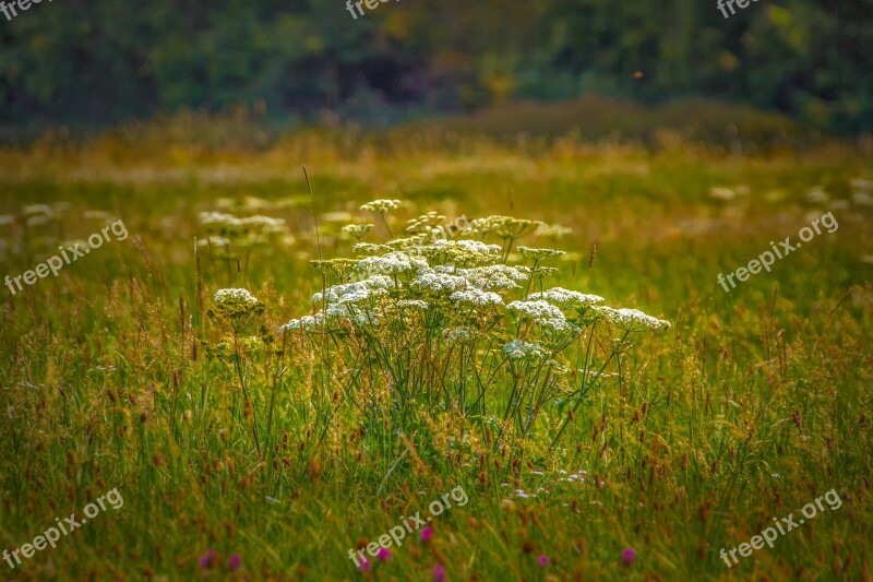 Cow Parsley Wild Herbs Blossom Bloom Wild Herb