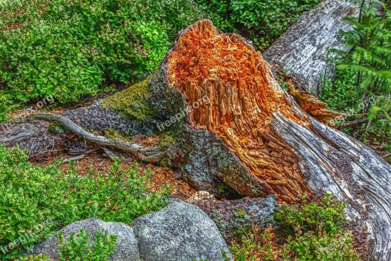 Tree Stump Nature Tree Weathered Forest