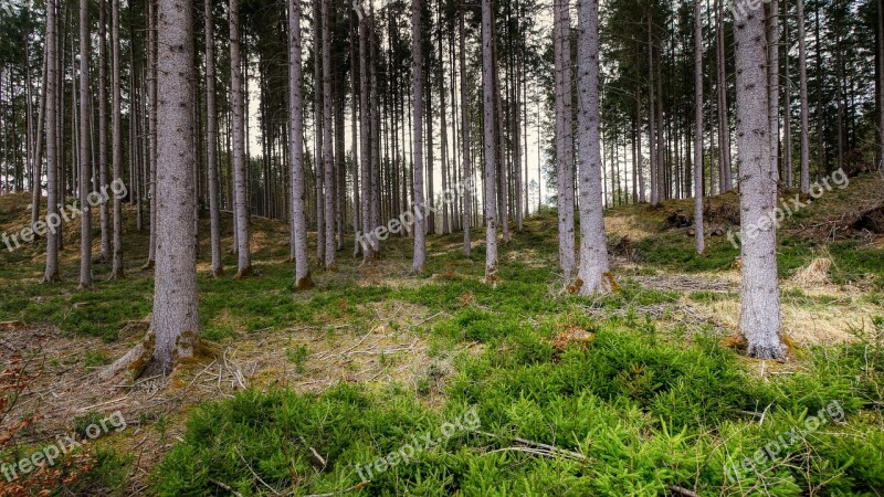 Forest Tree Nature Landscape Glade