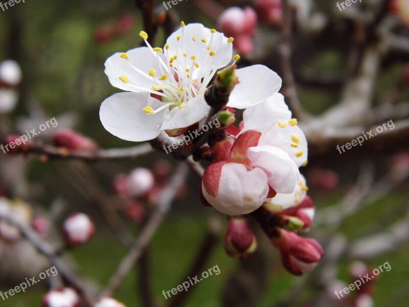 Apricot Blossom Bloom Spring Tree