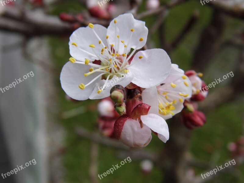 Apricot Blossom Bloom Spring Tree