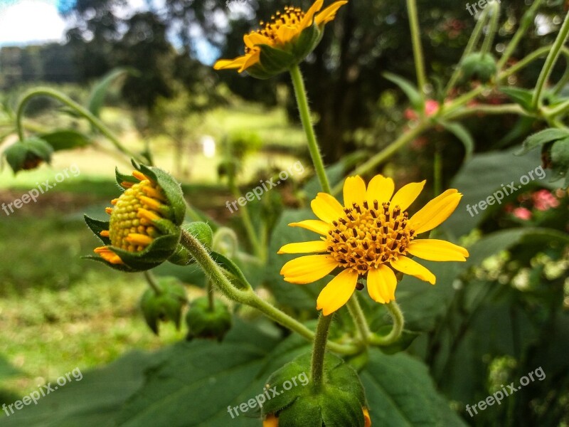 Flower Yellow Tea Garden Flowers