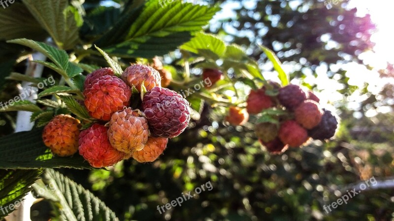 Mulberry Plant Forest Garden Tree