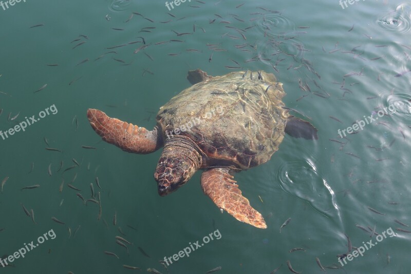 Caretta Caretta Caretta Sea Turtle Animal