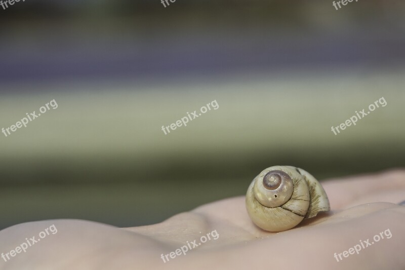 Snail Snail Shell Shell Snail House Background