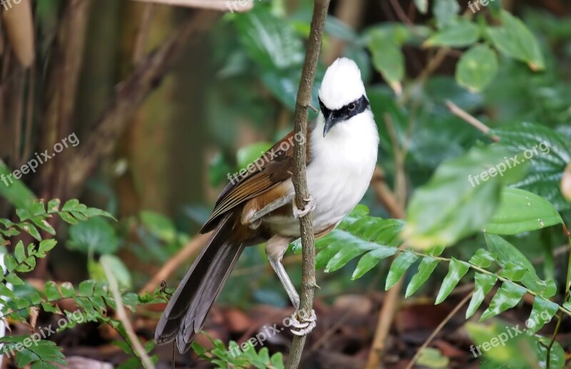 White-crested Laughing Trush Bird Outdoor