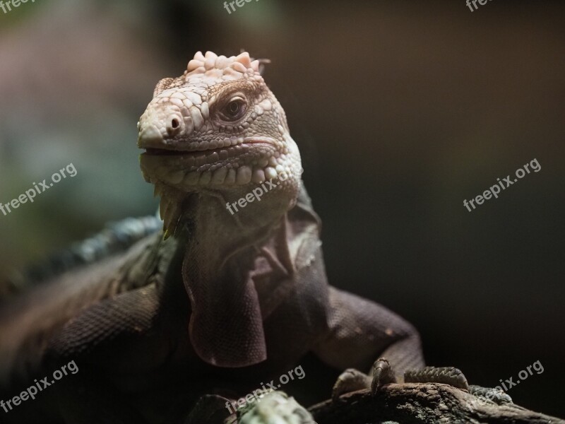 Animal Reptile Varan Lizard Fauna