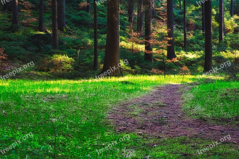 Forest Trees Glade Landscape Nature