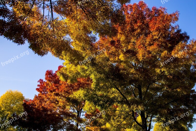 Autumn Trees Colors Forest Landscape