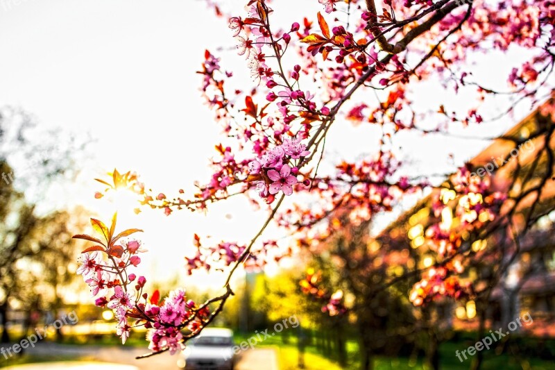 Spring Blooms Flowers Beauty Pink