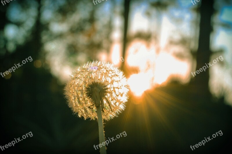 Dandelion Flower Wind Delicate Spring