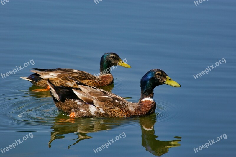 Duck Mallard Animals Birds Nature